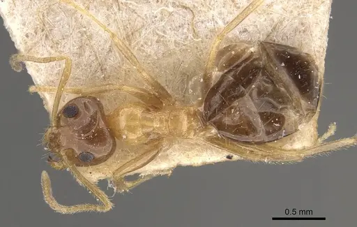 Prenolepis dugasi specimen