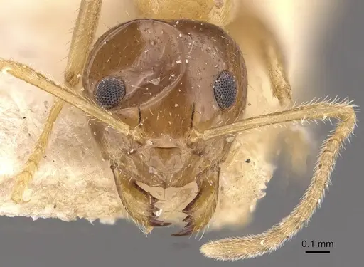 Prenolepis dugasi specimen