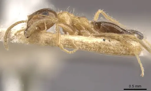 Prenolepis dugasi specimen