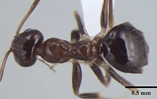 Prenolepis fisheri specimen