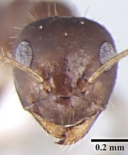 Prenolepis fisheri specimen