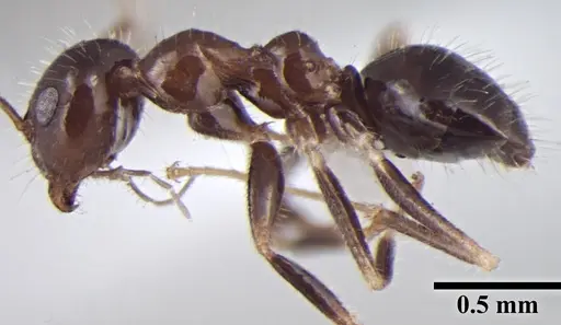 Prenolepis fisheri specimen