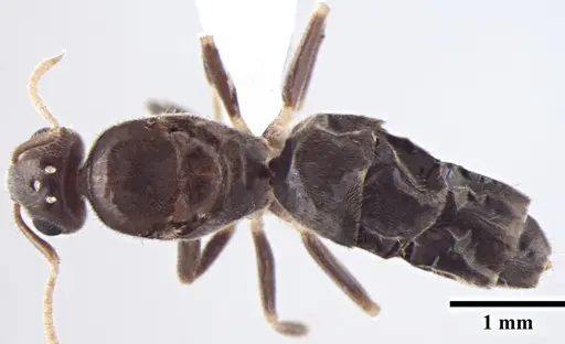 Prenolepis fisheri - ANTWEB1008046