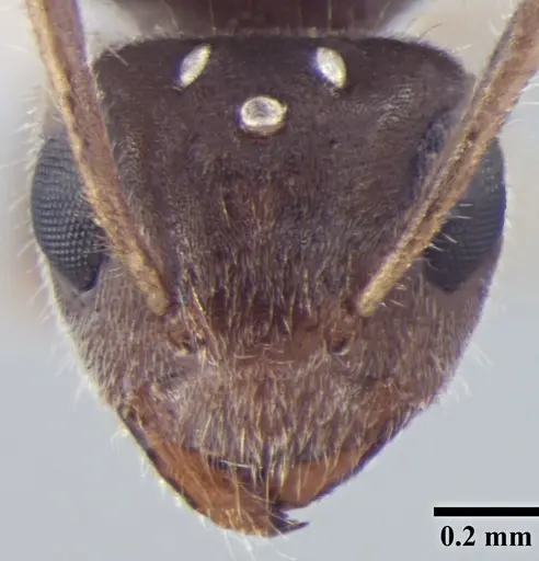 Prenolepis fisheri - ANTWEB1008046