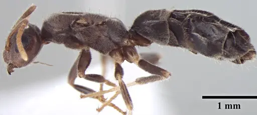 Prenolepis fisheri - ANTWEB1008046