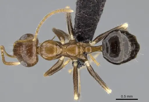 Prenolepis fustinoda specimen