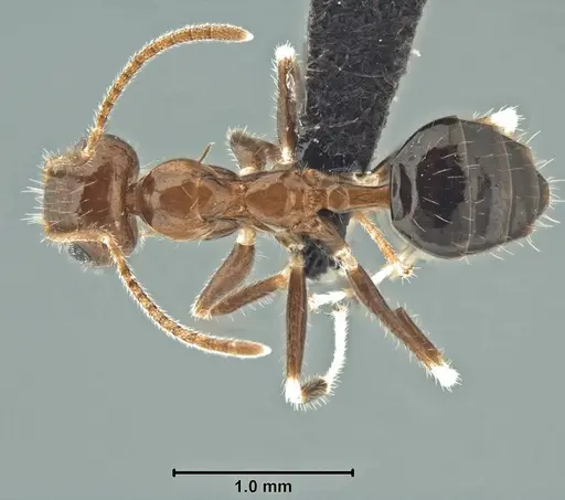 Prenolepis fustinoda specimen
