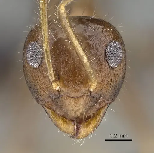 Prenolepis fustinoda specimen