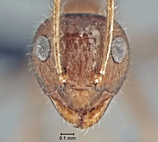 Prenolepis fustinoda - CASENT0129291