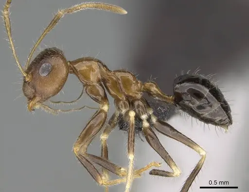 Prenolepis fustinoda - CASENT0129291