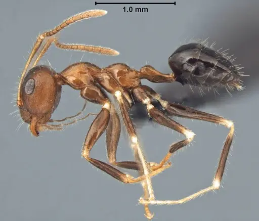 Prenolepis fustinoda - CASENT0129291