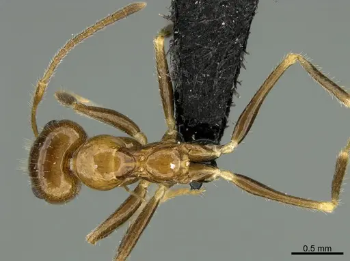 Prenolepis fustinoda - CASENT0130207