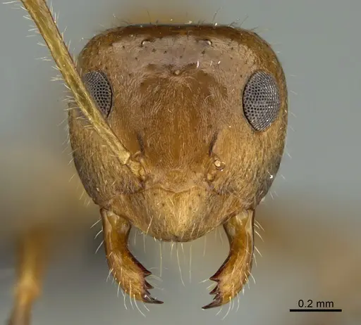 Prenolepis fustinoda - CASENT0130207