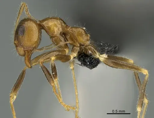 Prenolepis fustinoda - CASENT0130207