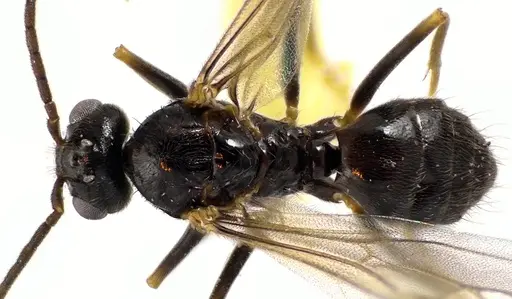 Prenolepis imparis specimen