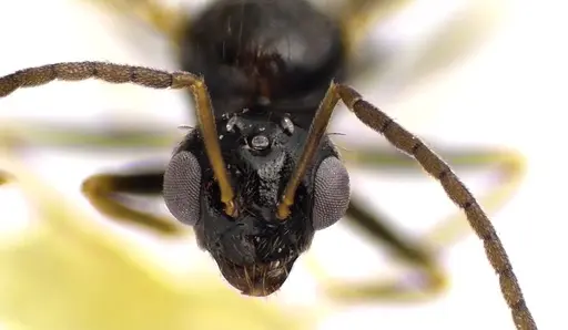 Prenolepis imparis specimen