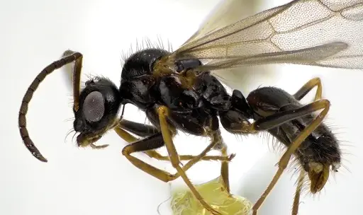 Prenolepis imparis specimen