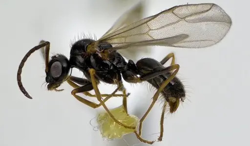 Prenolepis imparis - ANTWEB1041592