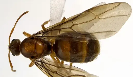 Prenolepis imparis - ANTWEB1041593