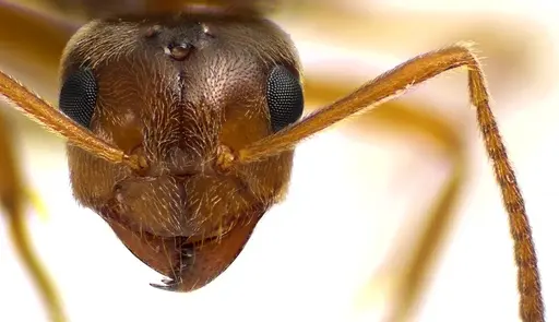 Prenolepis imparis - ANTWEB1041593
