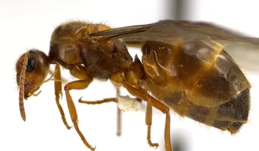 Prenolepis imparis - ANTWEB1041593