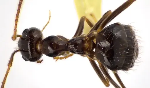 Prenolepis imparis - ANTWEB1041609
