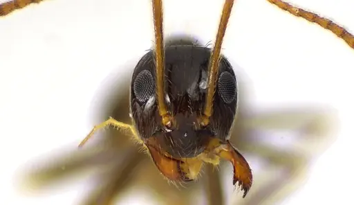 Prenolepis imparis - ANTWEB1041609