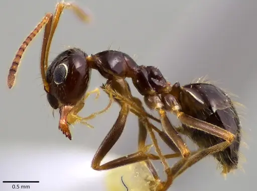 Prenolepis imparis - ANTWEB1041609