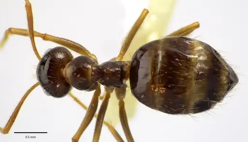Prenolepis imparis - ANTWEB1041689