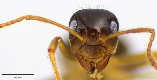 Prenolepis imparis - ANTWEB1041689