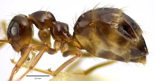 Prenolepis imparis - ANTWEB1041689