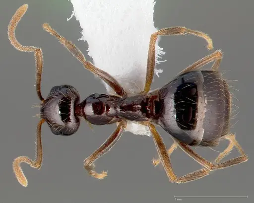 Prenolepis imparis - CASENT0005429