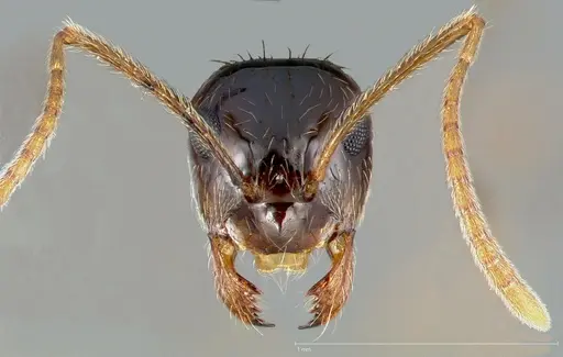 Prenolepis imparis - CASENT0005429