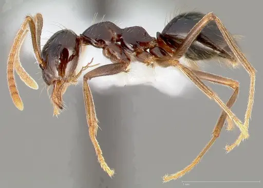 Prenolepis imparis - CASENT0005429