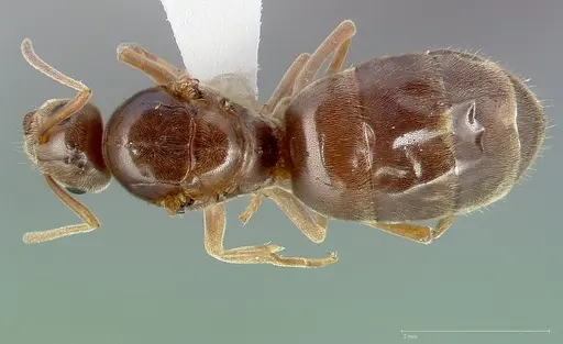 Prenolepis imparis - CASENT0005432