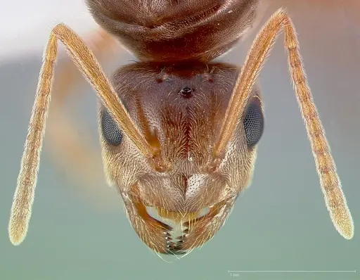 Prenolepis imparis - CASENT0005432