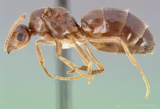 Prenolepis imparis - CASENT0005432