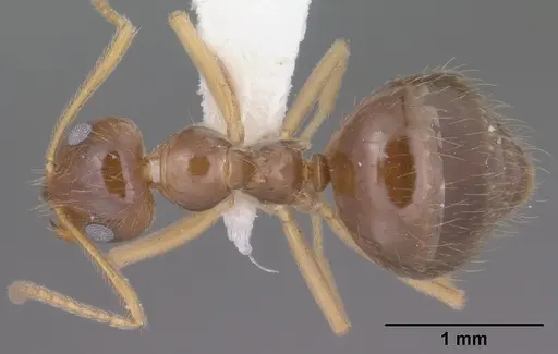 Prenolepis imparis - CASENT0102823