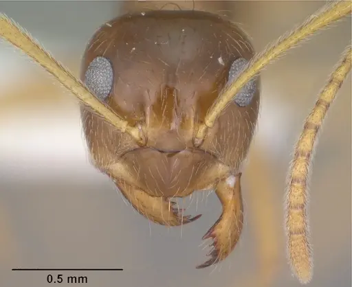 Prenolepis imparis - CASENT0102823