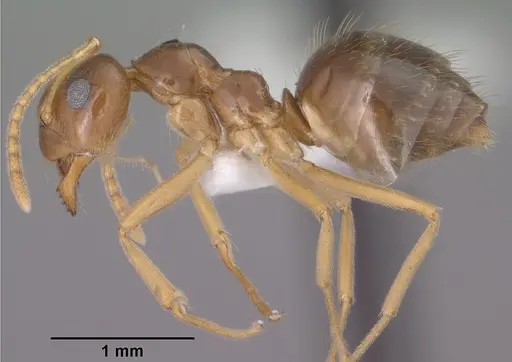 Prenolepis imparis - CASENT0102823