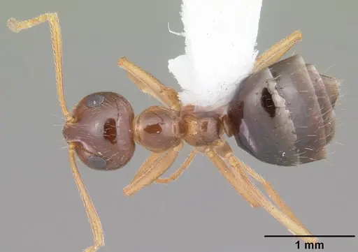 Prenolepis imparis - CASENT0103873