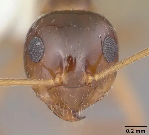 Prenolepis imparis - CASENT0103873