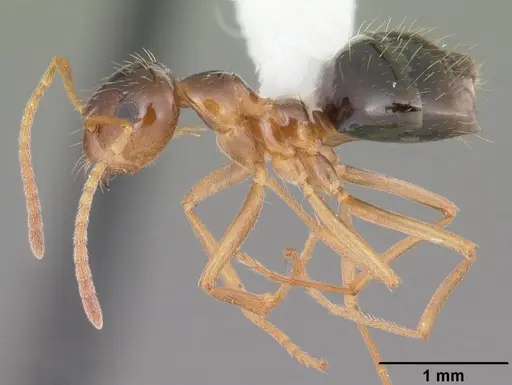 Prenolepis imparis - CASENT0103873