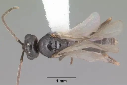 Prenolepis imparis - CASENT0104433