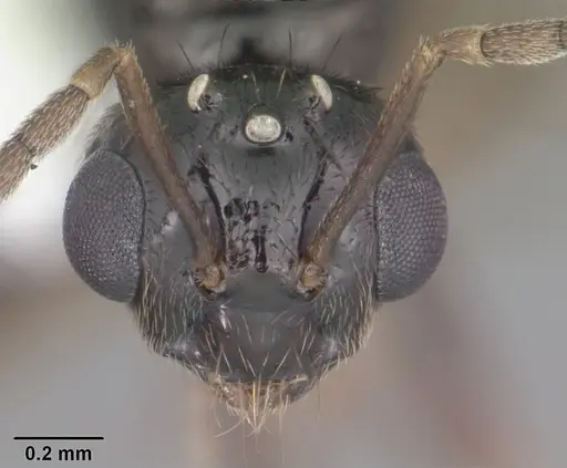 Prenolepis imparis - CASENT0104433