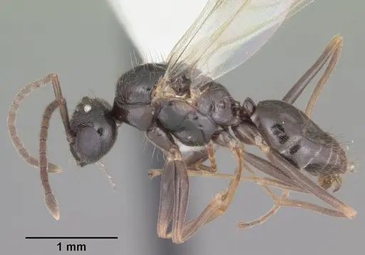 Prenolepis imparis - CASENT0104433