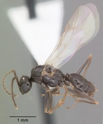 Prenolepis imparis - CASENT0104433