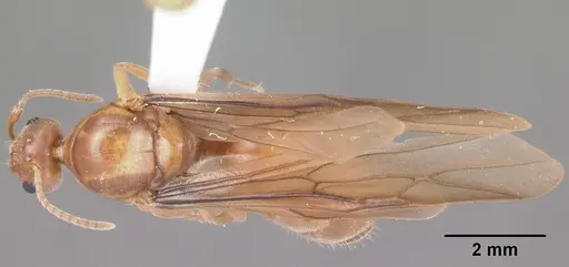 Prenolepis imparis - CASENT0104434