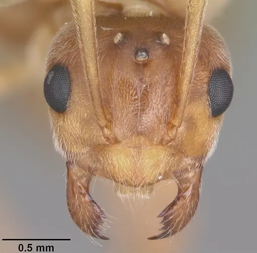 Prenolepis imparis - CASENT0104434