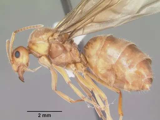 Prenolepis imparis - CASENT0104434
